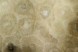 Polished Petoskey Stone (Fossil Coral) - Michigan #131063-1